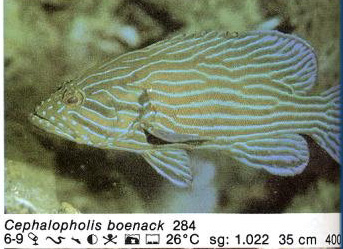 Cephalopholis boenack
